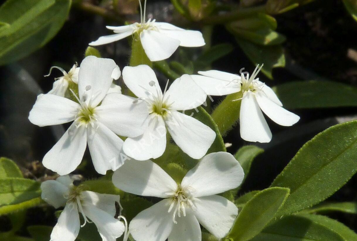 Mydlice bazalkovitá 'Snow Tip' - Saponaria ocymoides 'Snow Tip'