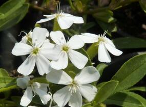 Mydlice bazalkovitá 'Snow Tip' - Saponaria ocymoides 'Snow Tip'