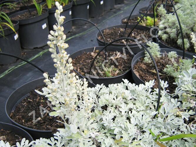 Pelyněk stříbřitý 'Mori's Form' - Artemisia stelleriana 'Mori's Form'