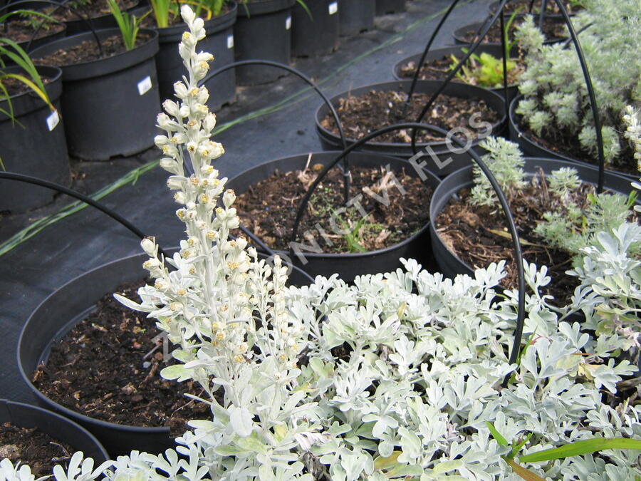 Pelyněk stříbřitý 'Mori's Form' - Artemisia stelleriana 'Mori's Form'