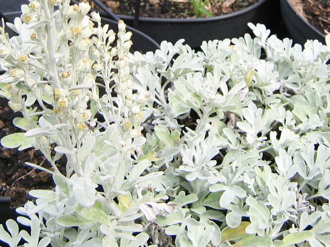 Pelyněk stříbřitý 'Mori's Form' - Artemisia stelleriana 'Mori's Form'