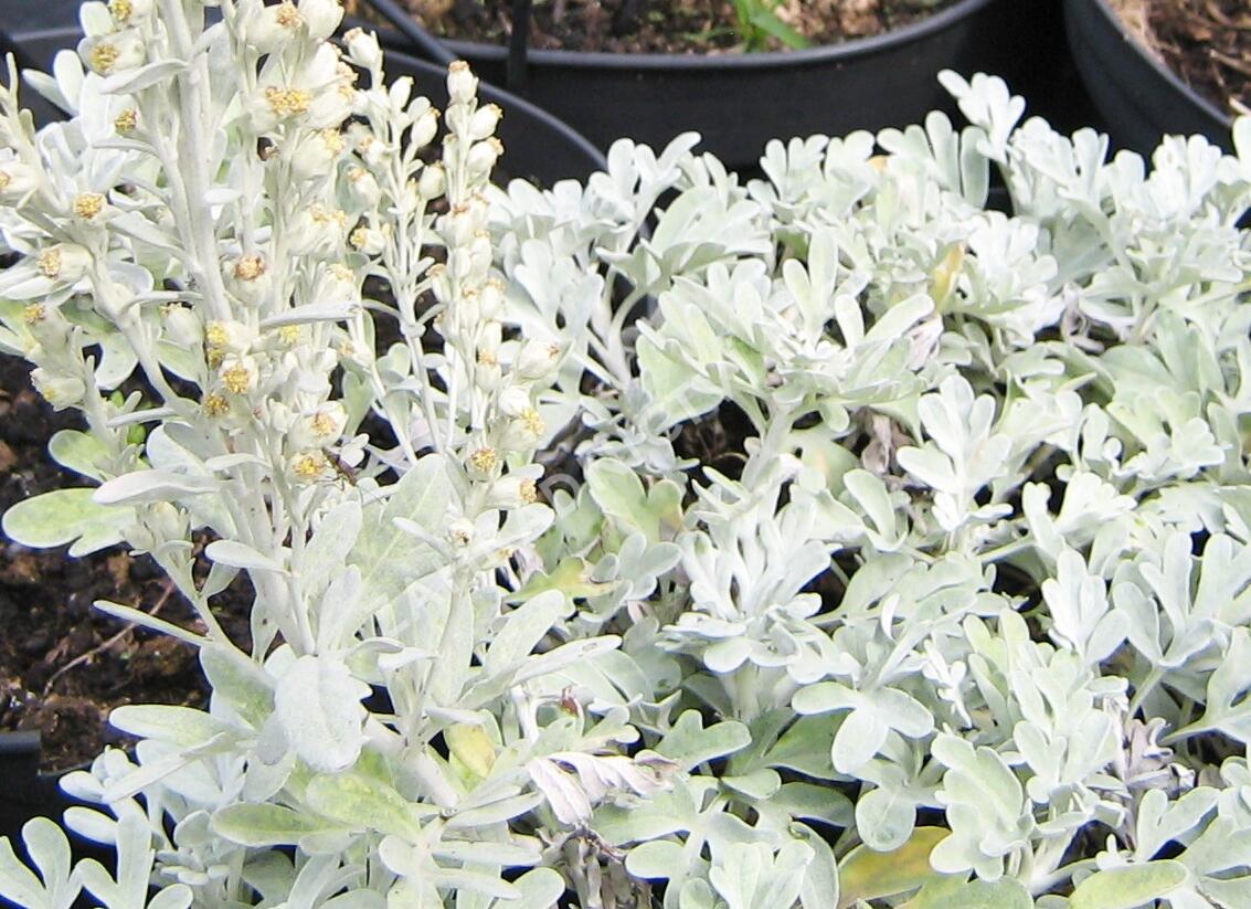 Pelyněk stříbřitý 'Mori's Form' - Artemisia stelleriana 'Mori's Form'