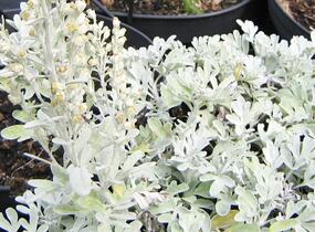 Pelyněk stříbřitý 'Mori's Form' - Artemisia stelleriana 'Mori's Form'