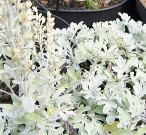 Pelyněk stříbřitý 'Mori's Form' - Artemisia stelleriana 'Mori's Form'