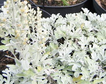 Pelyněk stříbřitý 'Mori's Form'