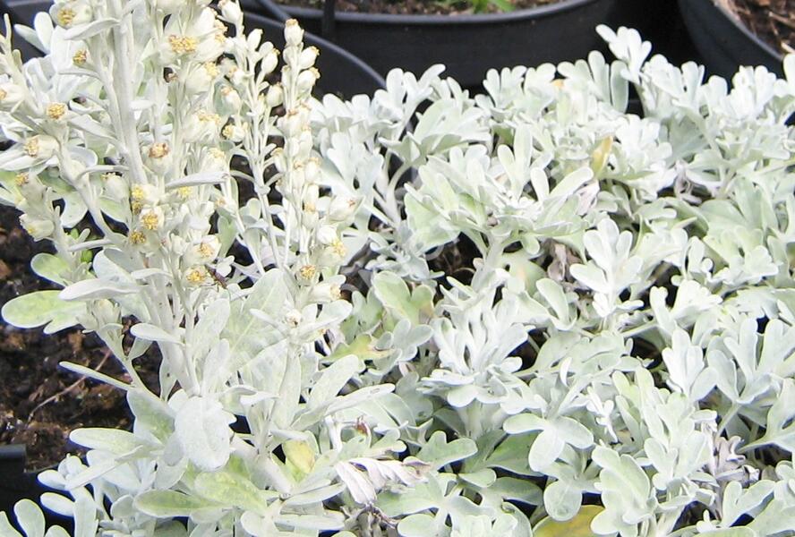 Pelyněk stříbřitý 'Mori's Form' - Artemisia stelleriana 'Mori's Form'
