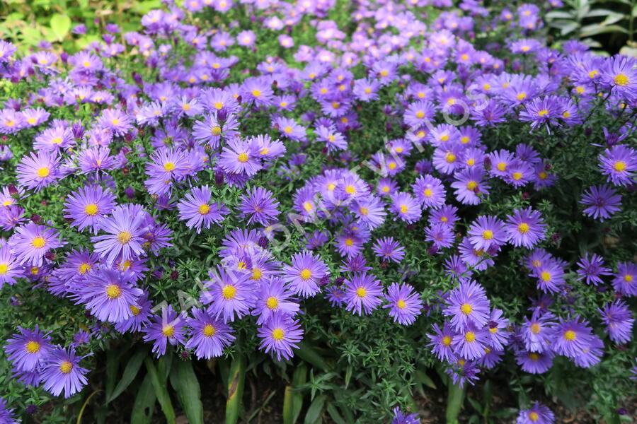 Hvězdnice keříčkovitá 'Blaue Lagune' - Aster dumosus 'Blaue Lagune'