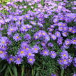 Hvězdnice keříčkovitá 'Blaue Lagune' - Aster dumosus 'Blaue Lagune'