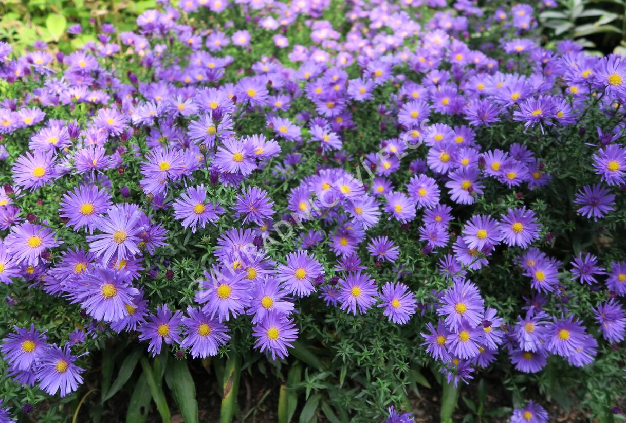Hvězdnice keříčkovitá 'Blaue Lagune' - Aster dumosus 'Blaue Lagune'