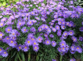 Hvězdnice keříčkovitá 'Blaue Lagune' - Aster dumosus 'Blaue Lagune'