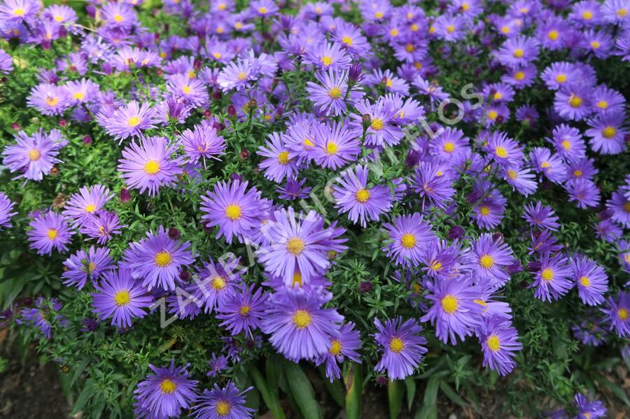 Hvězdnice keříčkovitá 'Blaue Lagune' - Aster dumosus 'Blaue Lagune'