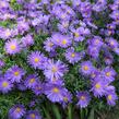 Hvězdnice keříčkovitá 'Blaue Lagune' - Aster dumosus 'Blaue Lagune'