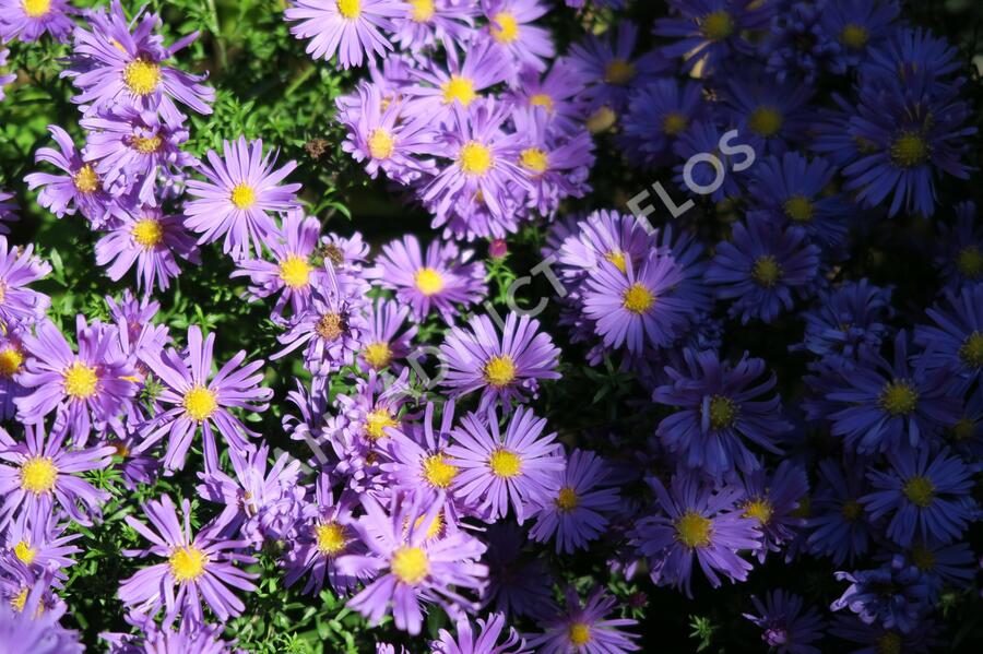 Hvězdnice keříčkovitá 'Blaue Lagune' - Aster dumosus 'Blaue Lagune'