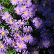 Hvězdnice keříčkovitá 'Blaue Lagune' - Aster dumosus 'Blaue Lagune'