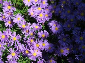 Hvězdnice keříčkovitá 'Blaue Lagune' - Aster dumosus 'Blaue Lagune'