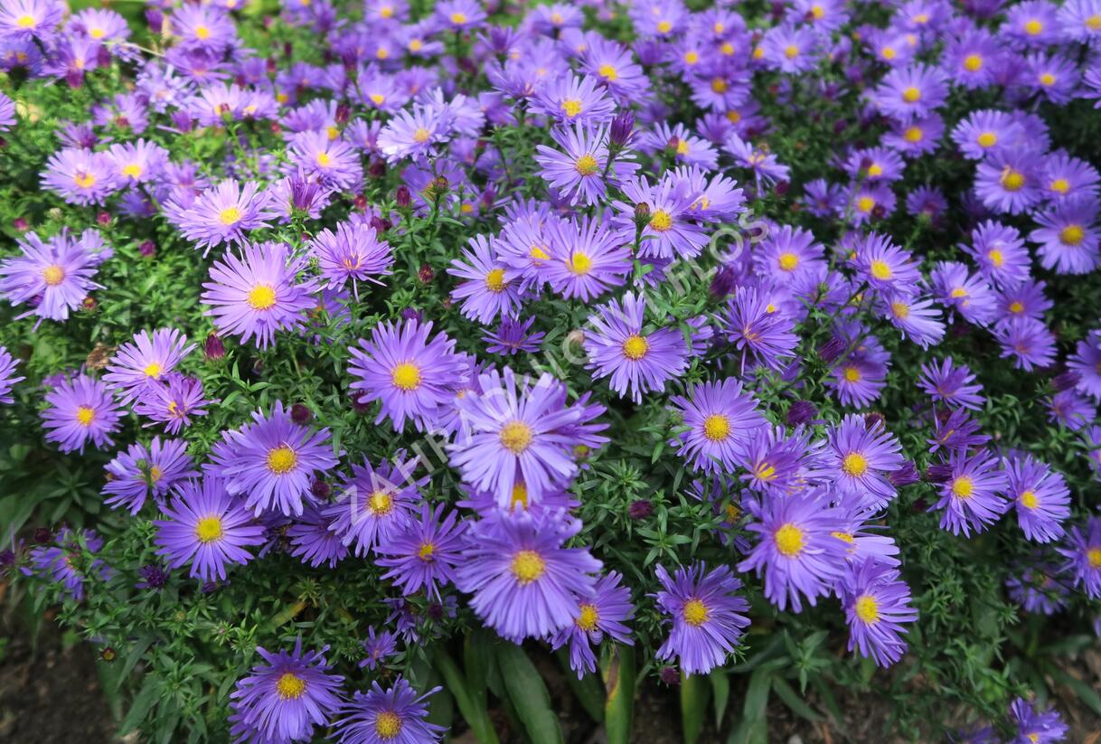 Hvězdnice keříčkovitá 'Blaue Lagune' - Aster dumosus 'Blaue Lagune'