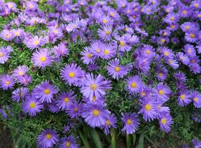 Hvězdnice keříčkovitá 'Blaue Lagune' - Aster dumosus 'Blaue Lagune'