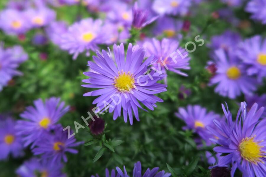 Hvězdnice keříčkovitá 'Blaue Lagune' - Aster dumosus 'Blaue Lagune'