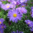 Hvězdnice keříčkovitá 'Blaue Lagune' - Aster dumosus 'Blaue Lagune'