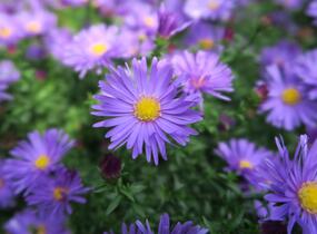 Hvězdnice keříčkovitá 'Blaue Lagune' - Aster dumosus 'Blaue Lagune'