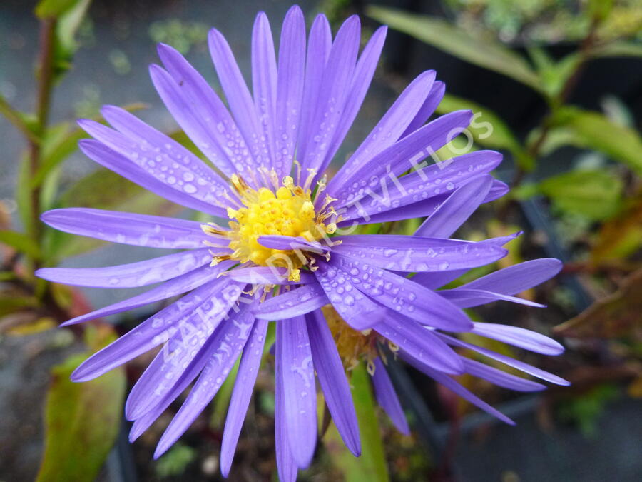 Hvězdnice keříčkovitá 'Blaue Lagune' - Aster dumosus 'Blaue Lagune'