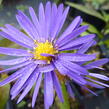 Hvězdnice keříčkovitá 'Blaue Lagune' - Aster dumosus 'Blaue Lagune'