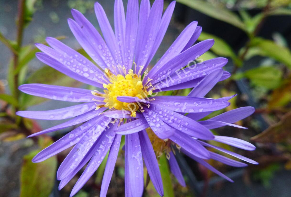 Hvězdnice keříčkovitá 'Blaue Lagune' - Aster dumosus 'Blaue Lagune'
