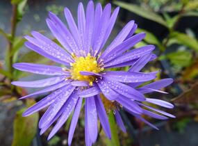 Hvězdnice keříčkovitá 'Blaue Lagune' - Aster dumosus 'Blaue Lagune'