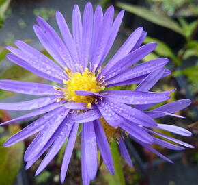 Hvězdnice keříčkovitá 'Blaue Lagune' - Aster dumosus 'Blaue Lagune'