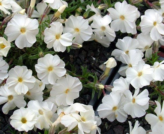 Plamenka 'White Admiral' - Phlox douglasii 'White Admiral'