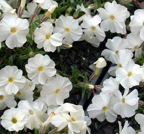 Plamenka 'White Admiral' - Phlox douglasii 'White Admiral'