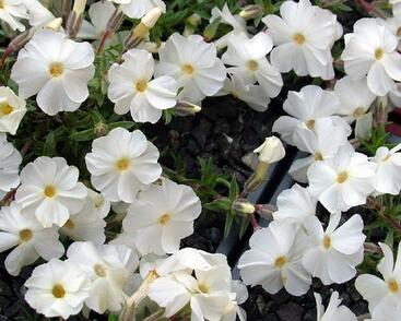 Plamenka 'White Admiral'