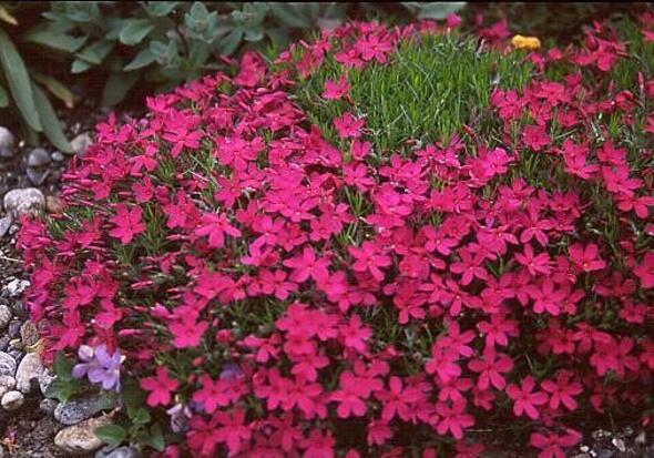 Plamenka 'Red Admiral' - Phlox douglasii 'Red Admiral'