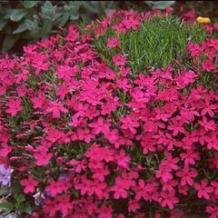 Plamenka 'Red Admiral' - Phlox douglasii 'Red Admiral'