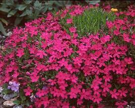 Plamenka 'Red Admiral'