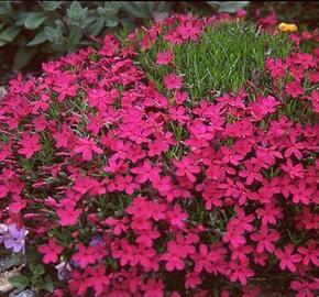 Plamenka 'Red Admiral' - Phlox douglasii 'Red Admiral'