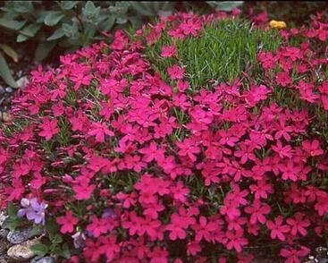 Plamenka 'Red Admiral'