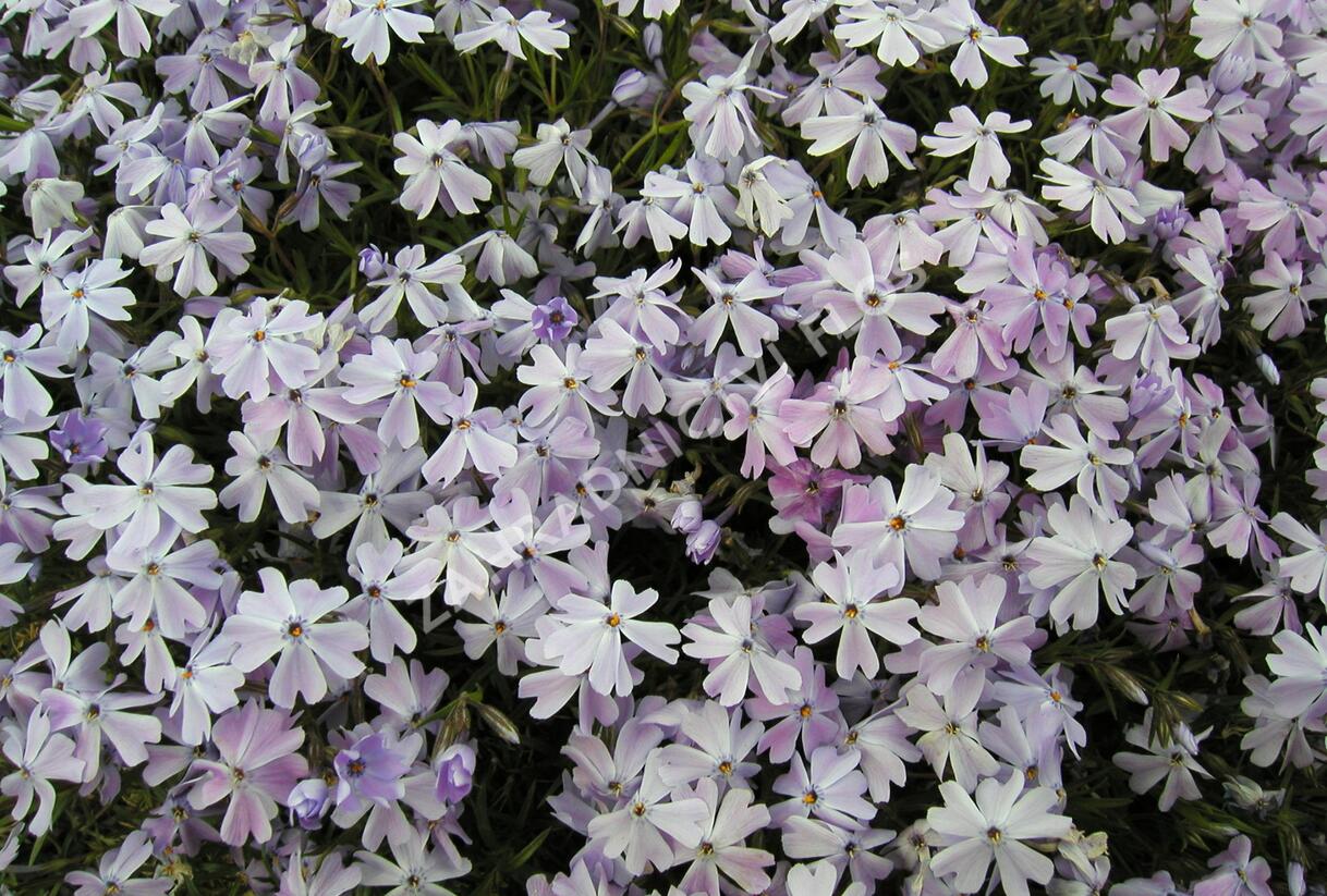 Plamenka šídlovitá 'Emerald Cushion Blue' - Phlox subulata 'Emerald Cushion Blue'