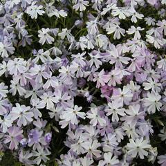 Plamenka šídlovitá 'Emerald Cushion Blue' - Phlox subulata 'Emerald Cushion Blue'