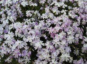 Plamenka šídlovitá 'Emerald Cushion Blue' - Phlox subulata 'Emerald Cushion Blue'