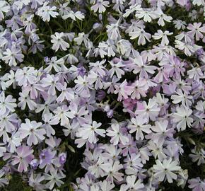 Plamenka šídlovitá 'Emerald Cushion Blue' - Phlox subulata 'Emerald Cushion Blue'