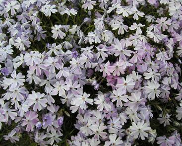 Plamenka šídlovitá 'Emerald Cushion Blue'