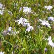 Plamenka šídlovitá 'Emerald Cushion Blue' - Phlox subulata 'Emerald Cushion Blue'