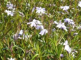 Plamenka šídlovitá 'Emerald Cushion Blue' - Phlox subulata 'Emerald Cushion Blue'