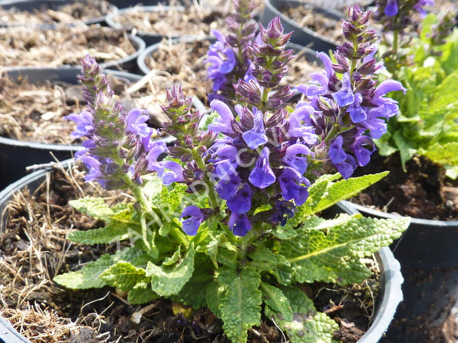 Šalvěj hajní 'Marcus' - Salvia nemorosa 'Marcus'