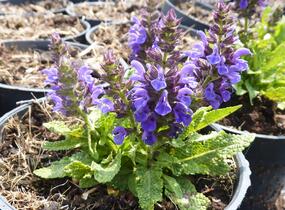Šalvěj hajní 'Marcus' - Salvia nemorosa 'Marcus'