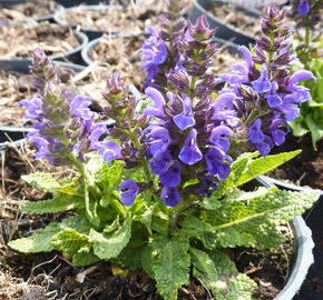 Šalvěj hajní 'Marcus' - Salvia nemorosa 'Marcus'