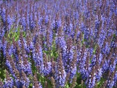 Šalvěj hajní 'Marcus' - Salvia nemorosa 'Marcus'