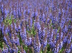 Šalvěj hajní 'Marcus' - Salvia nemorosa 'Marcus'