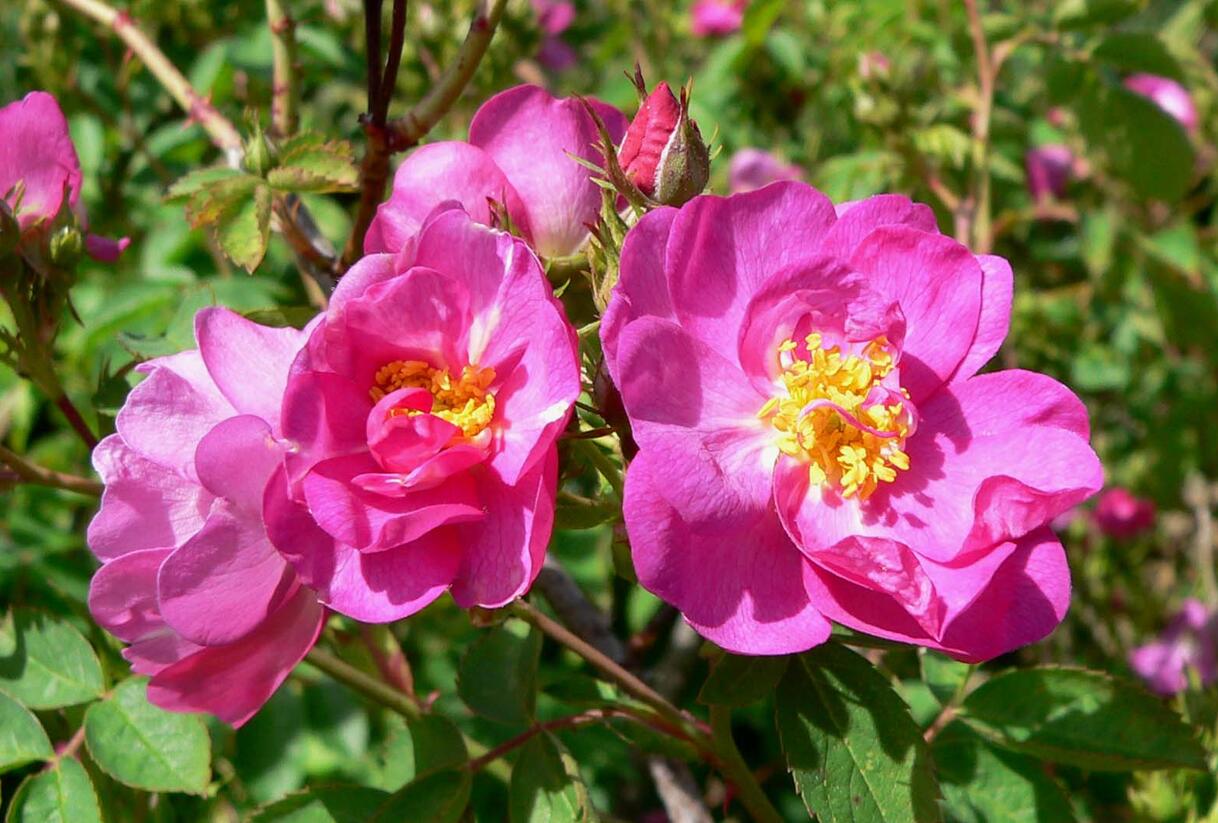 Růže mnohokvětá 'Theano' - Rosa MK 'Theano'
